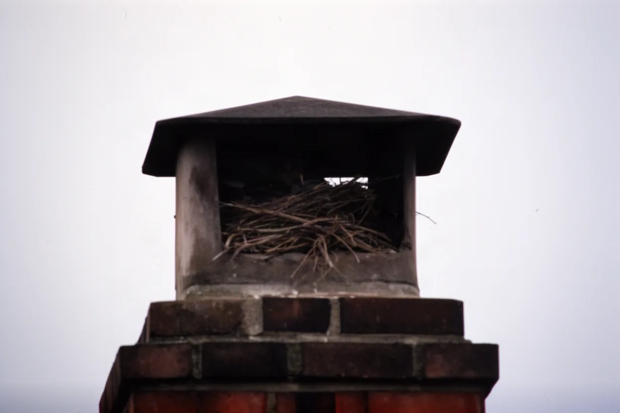 a chimney flue top with a bird's nest visible inside the opening, muted colors